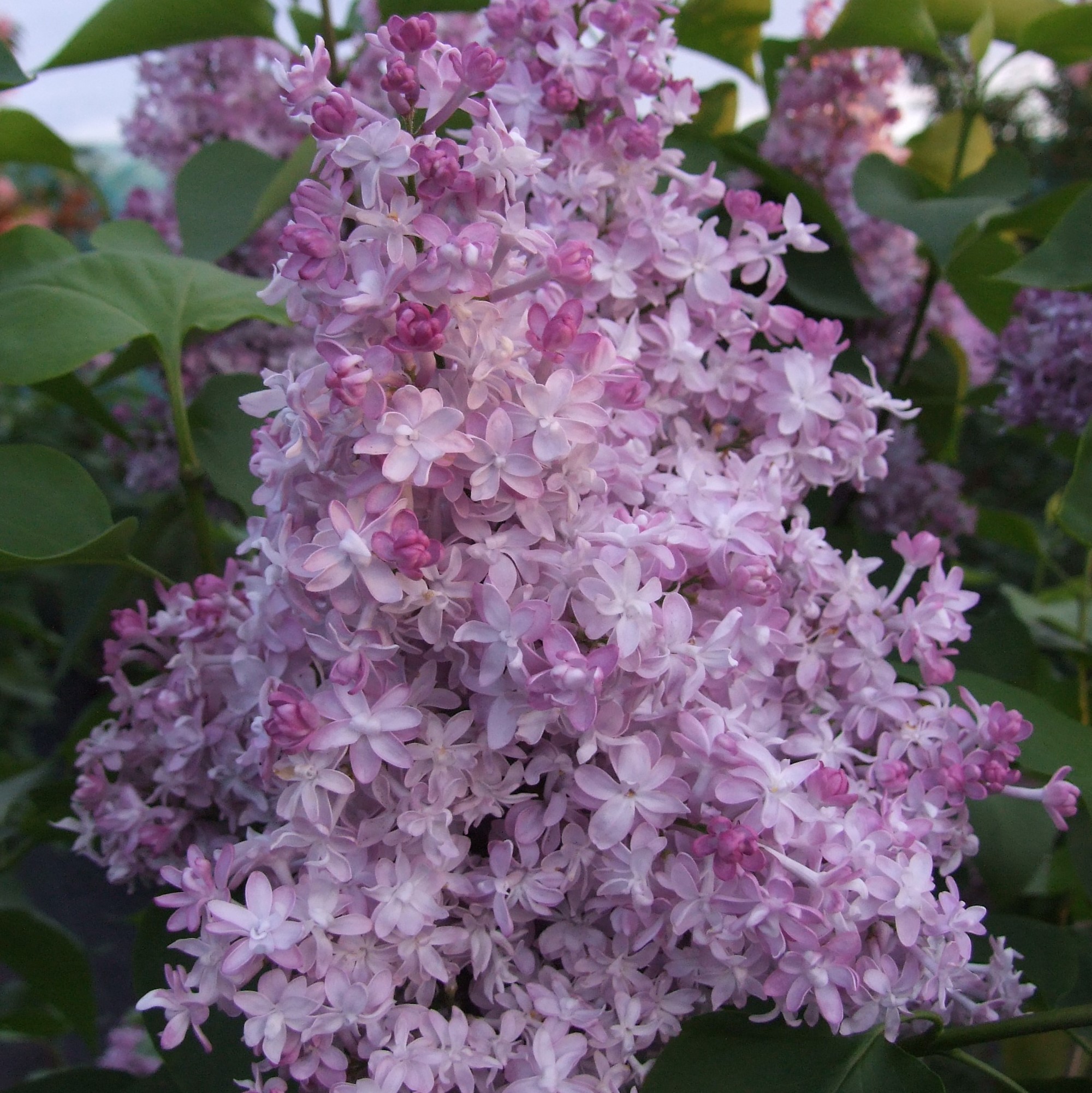 Сирень обыкновенная Млечный Путь